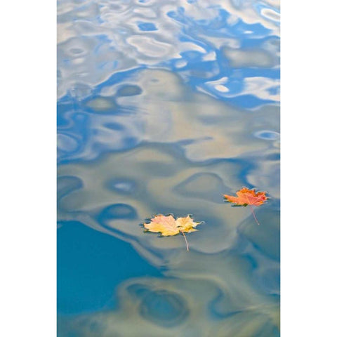 MI, Two leaves floating on Petes Lake Black Modern Wood Framed Art Print with Double Matting by Rotenberg, Nancy