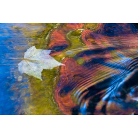 MI, Maple leaf and fall reflections in Bond Falls Black Modern Wood Framed Art Print with Double Matting by Rotenberg, Nancy