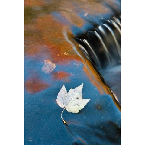 MI, Leaf floating in pond at Bond Falls Gold Ornate Wood Framed Art Print with Double Matting by Rotenberg, Nancy