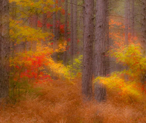 Michigan Soft focus of a forest in autumn color White Modern Wood Framed Art Print with Double Matting by Rotenberg, Nancy