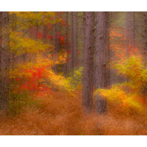Michigan Soft focus of a forest in autumn color Black Modern Wood Framed Art Print by Rotenberg, Nancy