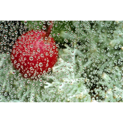 MI, Wintergreen berry and lichen through dew Black Modern Wood Framed Art Print with Double Matting by Carlson, Mark