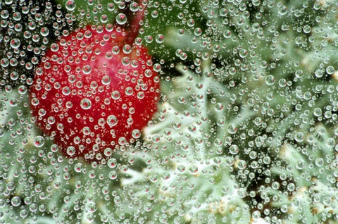 MI, Wintergreen berry and lichen through dew White Modern Wood Framed Art Print with Double Matting by Carlson, Mark