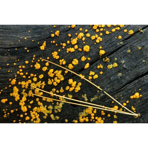MI, White pine needle cluster and jelly fungus Black Modern Wood Framed Art Print with Double Matting by Carlson, Mark