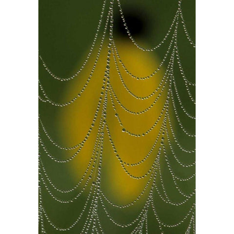 Michigan, Dewy spider web close up Black Modern Wood Framed Art Print with Double Matting by Carlson, Mark