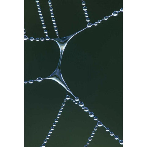 USA, Michigan Dewy web section with water span Black Modern Wood Framed Art Print with Double Matting by Carlson, Mark