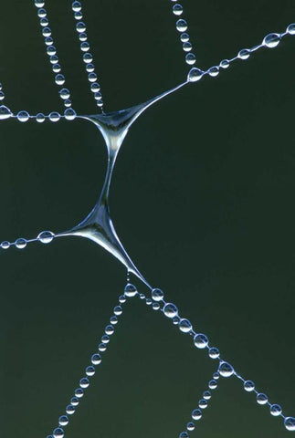 USA, Michigan Dewy web section with water span Black Ornate Wood Framed Art Print with Double Matting by Carlson, Mark