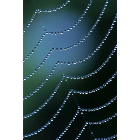 Michigan Diagonal web strand with dewy drapes Black Modern Wood Framed Art Print with Double Matting by Carlson, Mark