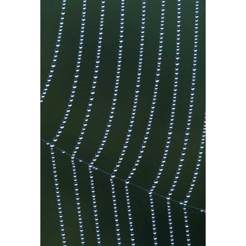 MI, Dew web strands with horizontal junction Black Modern Wood Framed Art Print by Carlson, Mark