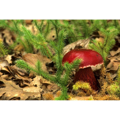 MI, Lower Peninsula Boletus frostii mushroom Black Modern Wood Framed Art Print by Carlson, Mark