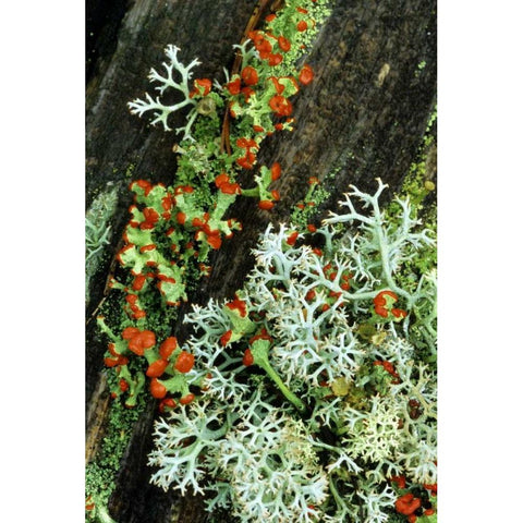 MI, British soldier plant and reindeer lichens Black Modern Wood Framed Art Print by Carlson, Mark