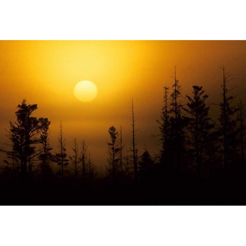 MI, Foggy sunrise over silhouetted evergreens Gold Ornate Wood Framed Art Print with Double Matting by Carlson, Mark