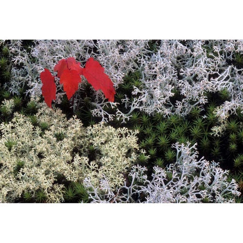 MI, Red maple tree seedling amid moss and lichen Black Modern Wood Framed Art Print with Double Matting by Carlson, Mark