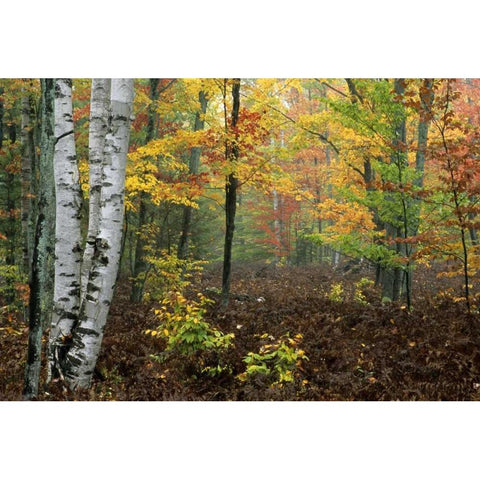 Michigan Forest in light fog and autumn colors White Modern Wood Framed Art Print by Carlson, Mark