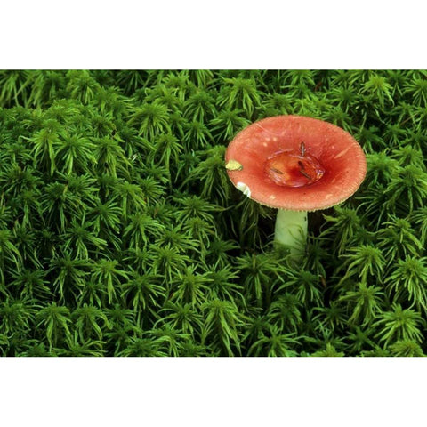 Michigan Russula mushroom in sphagnum moss Gold Ornate Wood Framed Art Print with Double Matting by Carlson, Mark