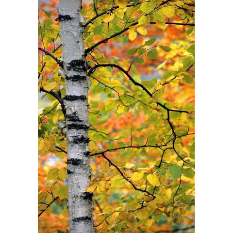 Michigan, Upper Peninsula Birch trees in autumn Black Modern Wood Framed Art Print by Carlson, Mark