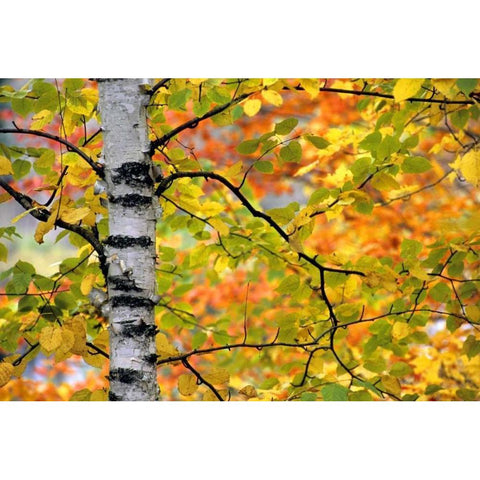 Michigan, Upper Peninsula Birch trees in autumn White Modern Wood Framed Art Print by Carlson, Mark