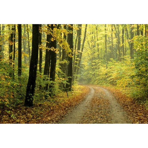 MI, Two-track road through woods in light fog Black Modern Wood Framed Art Print with Double Matting by Carlson, Mark