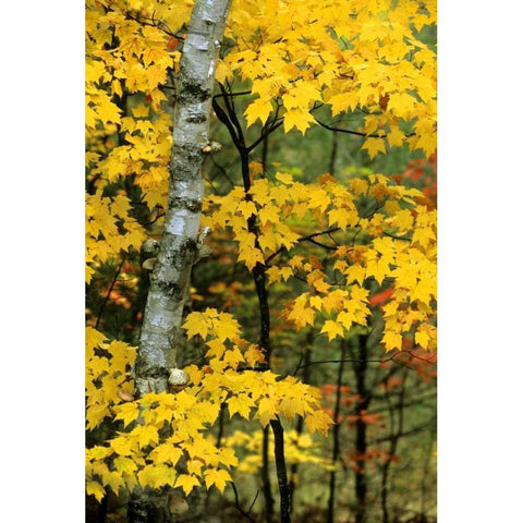 Michigan, Upper Peninsula Birch trees in autumn Gold Ornate Wood Framed Art Print with Double Matting by Carlson, Mark