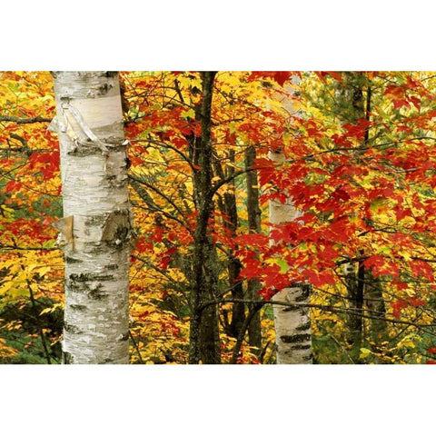 MI, White paper birch tree trunks amid red maple Black Modern Wood Framed Art Print by Carlson, Mark