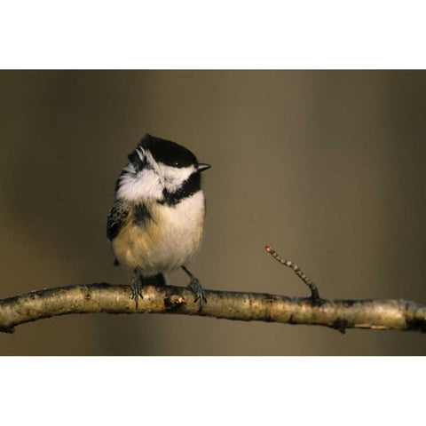 MI, Black-capped chickadee perched in winter wind Black Modern Wood Framed Art Print by Carlson, Mark