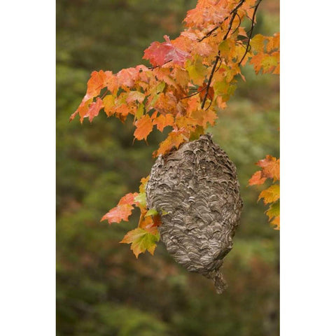 MI, Bald-faced hornet nest in a maple tree Gold Ornate Wood Framed Art Print with Double Matting by Grall, Don