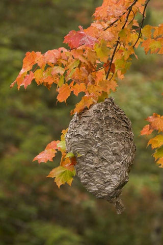 MI, Bald-faced hornet nest in a maple tree White Modern Wood Framed Art Print with Double Matting by Grall, Don
