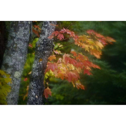 Michigan Autumn colors of maple leaves Gold Ornate Wood Framed Art Print with Double Matting by Grall, Don