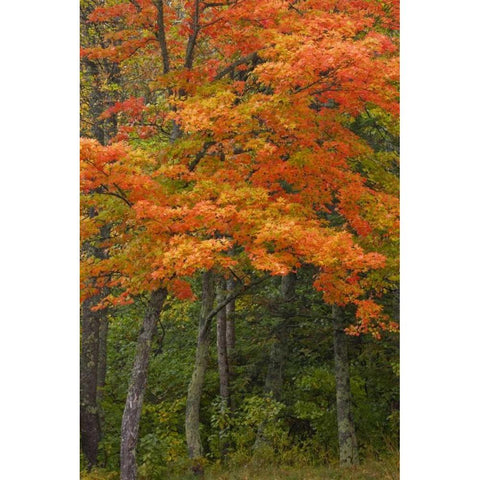 Michigan Autumn maple trees in full color Gold Ornate Wood Framed Art Print with Double Matting by Grall, Don