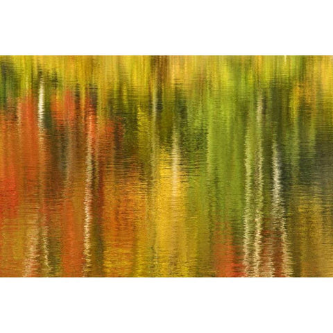 MI Reflection of autumn birch and maple trees Gold Ornate Wood Framed Art Print with Double Matting by Bush, Marie
