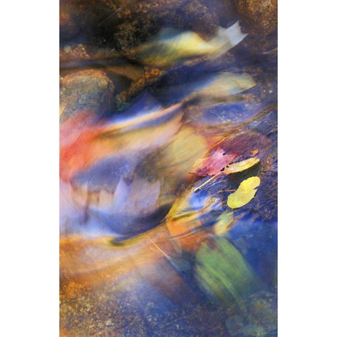 USA, Michigan Autumn leaves in stream Black Modern Wood Framed Art Print by Rotenberg, Nancy