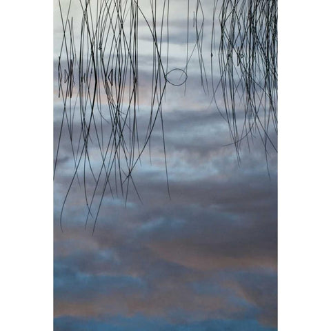 MI, Cloud reflections and reeds in Thornton Lake White Modern Wood Framed Art Print by Rotenberg, Nancy