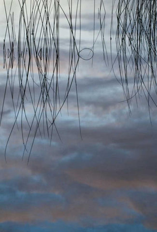 MI, Cloud reflections and reeds in Thornton Lake Black Ornate Wood Framed Art Print with Double Matting by Rotenberg, Nancy