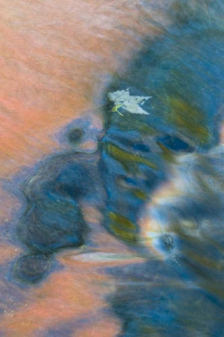 Michigan, Upper Peninsula Bond Falls reflections Black Ornate Wood Framed Art Print with Double Matting by Rotenberg, Nancy