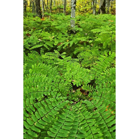 USA, Michigan Maiden hair fern in forest White Modern Wood Framed Art Print by Rotenberg, Nancy
