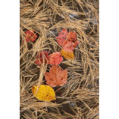 MI, Autumn leaves and pine needles float in pool Gold Ornate Wood Framed Art Print with Double Matting by Grall, Don