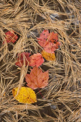 MI, Autumn leaves and pine needles float in pool Black Ornate Wood Framed Art Print with Double Matting by Grall, Don