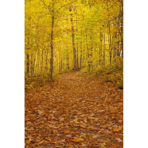 Michigan Fallen maple leaves on trail Black Modern Wood Framed Art Print by Grall, Don