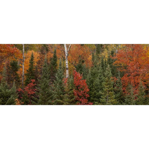 Michigan Evergreens and red maples in autumn Gold Ornate Wood Framed Art Print with Double Matting by Grall, Don