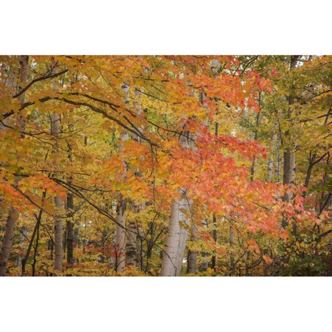 Michigan Red maple trees in autumn color Black Modern Wood Framed Art Print by Grall, Don