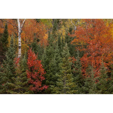 Michigan Evergreens and red maples in autumn Gold Ornate Wood Framed Art Print with Double Matting by Grall, Don