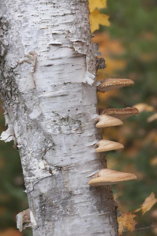 Michigan Shelf mushrooms on birch tree Black Ornate Wood Framed Art Print with Double Matting by Grall, Don