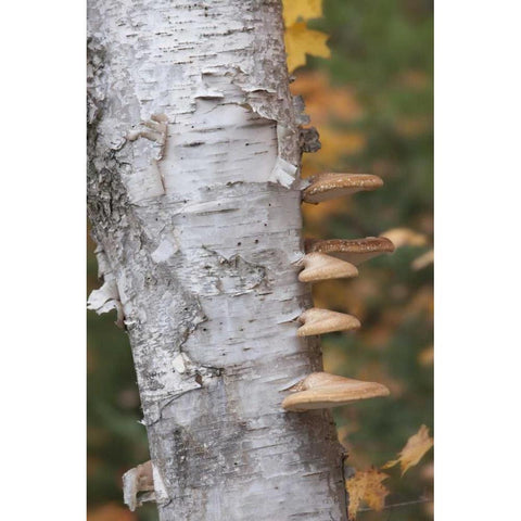 Michigan Shelf mushrooms on birch tree Black Modern Wood Framed Art Print with Double Matting by Grall, Don