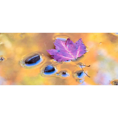 US-Michigan-Upper Peninsula Leaf and rocks in pond with autumn colors reflection Black Modern Wood Framed Art Print by Eggers, Julie