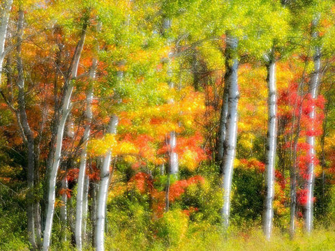 US-Michigan-Upper Peninsula Fall colors in the forest White Modern Wood Framed Art Print with Double Matting by Eggers, Julie