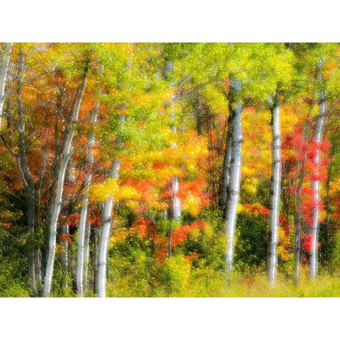 US-Michigan-Upper Peninsula Fall colors in the forest Black Modern Wood Framed Art Print by Eggers, Julie