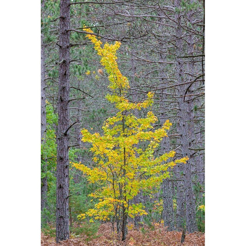 Yellow Maple tree in pine forest in fall-Alger County-Michigan Gold Ornate Wood Framed Art Print with Double Matting by Day, Richard and Susan