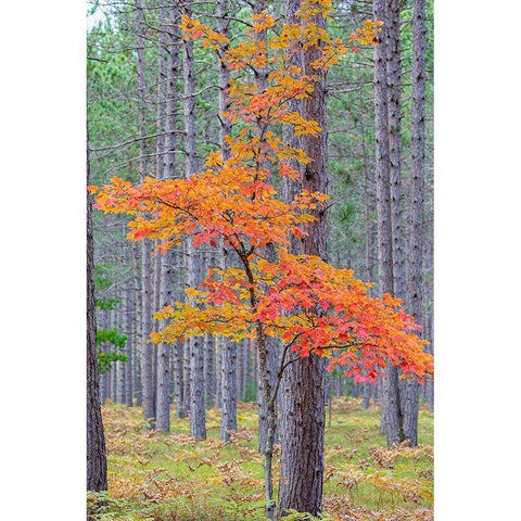 Red Maple tree in pine forest in fall-Alger County-Michigan Gold Ornate Wood Framed Art Print with Double Matting by Day, Richard and Susan