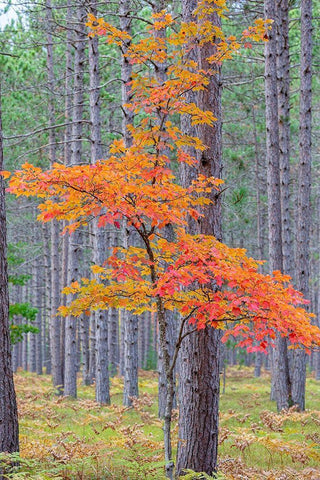 Red Maple tree in pine forest in fall-Alger County-Michigan White Modern Wood Framed Art Print with Double Matting by Day, Richard and Susan