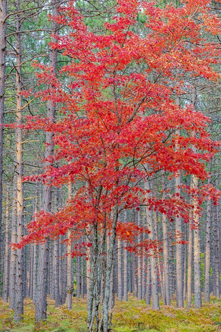 Red Maple tree in pine forest in fall-Alger County-Michigan Black Ornate Wood Framed Art Print with Double Matting by Day, Richard and Susan